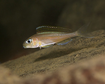 Xenotilapia nasus 'Kombe'